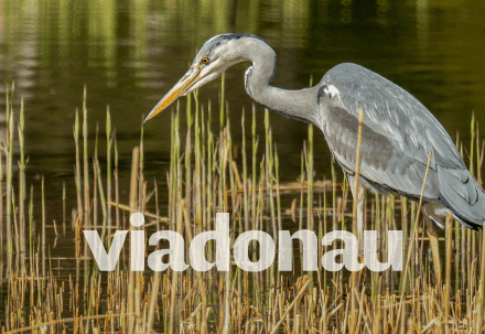 Bird in River Water viadonau thumbnail